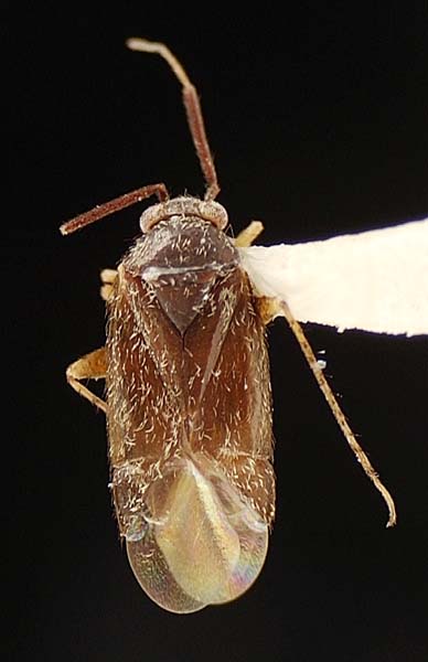 Atractotomus magnicornis thumbnail